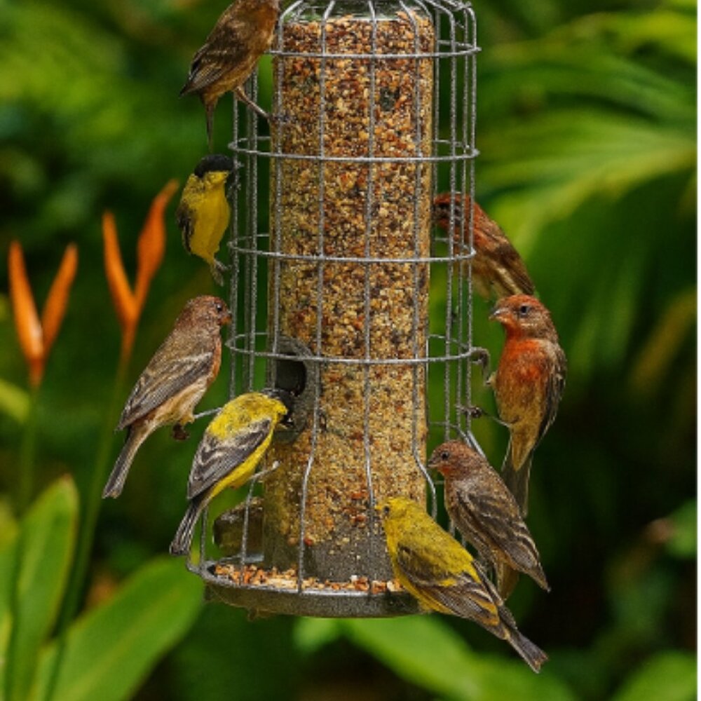 Wild Birds Fat Ball Metal Feeder